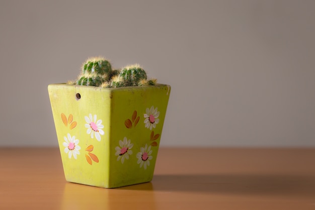 Cactus avec lumière chaude