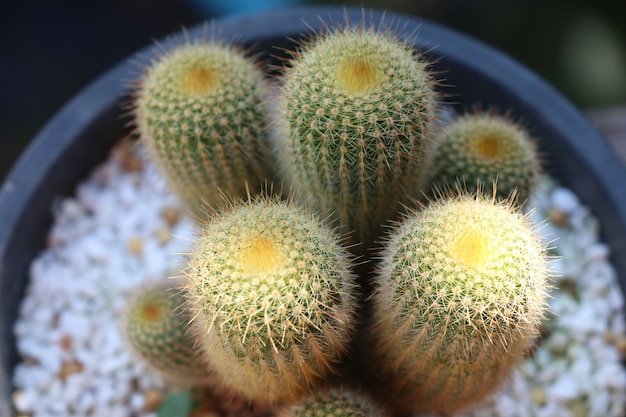 Cactus avec lumière du jour dans un pot de fleur fermé image