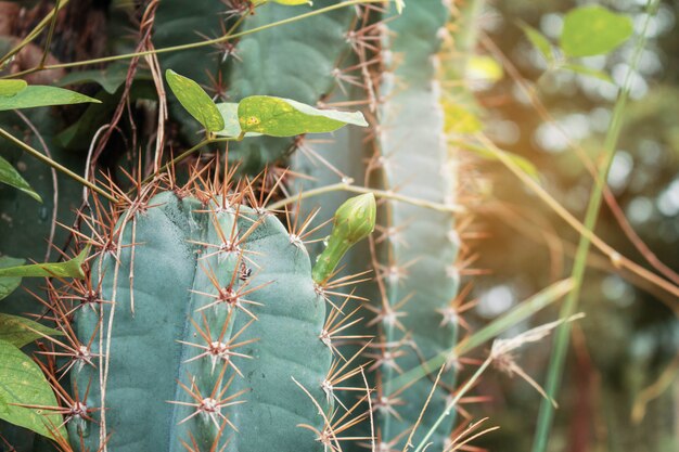 Cactus avec la lumière du soleil.