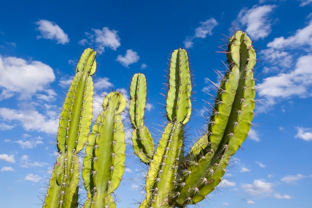 Cactus Mandacaru cactus originaire de l'arrière-pays de Paraiba Brésil