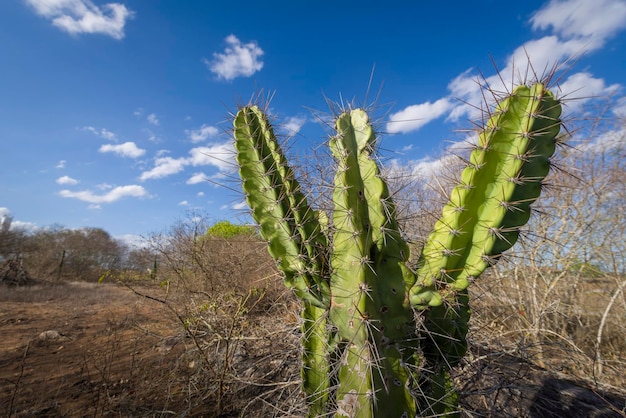 Cactus Mandacaru originaire de l'arrière-pays de Paraiba, au Brésil.
