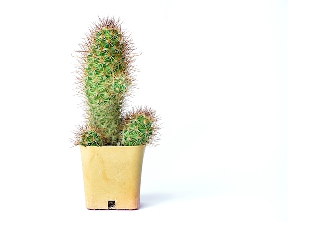 Cactus mini isolé sur fond blanc