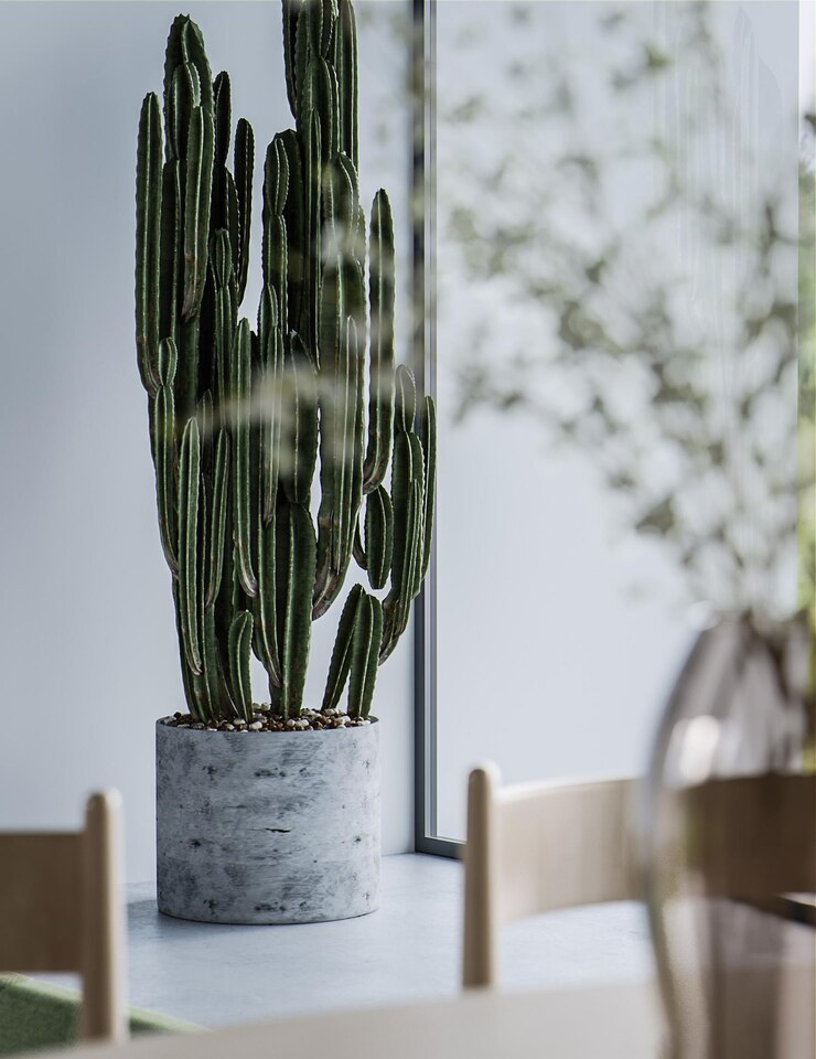 Le cactus moderne dans un pot en béton