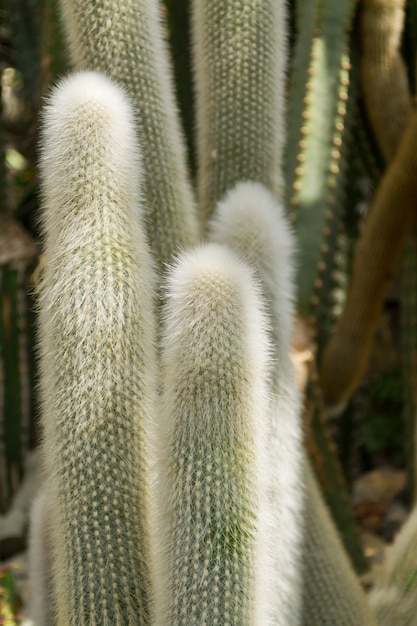 Cactus moelleux