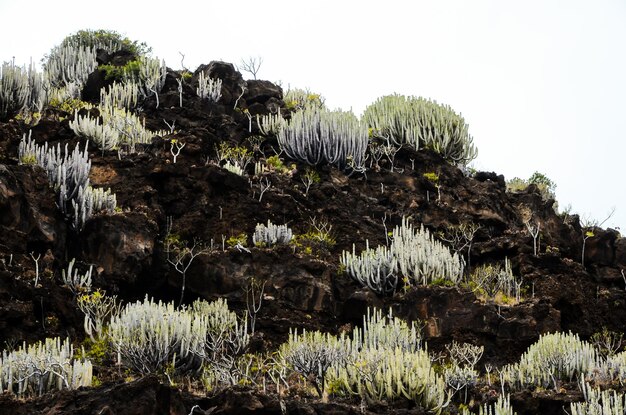 Le cactus sur la montagne volcanique basaltique