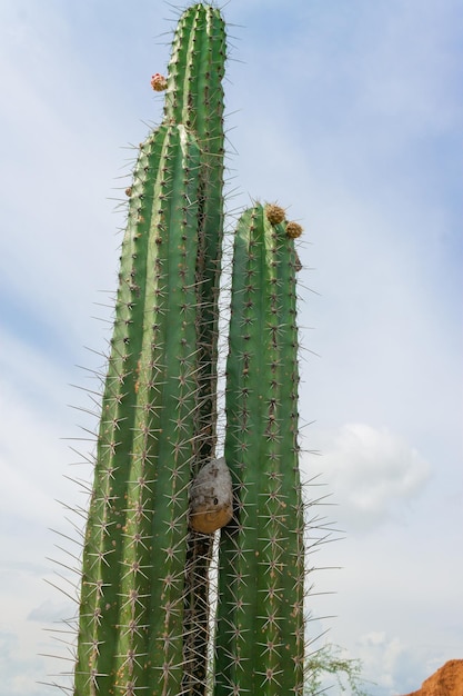 Cactus avec nid de guêpes au milieu