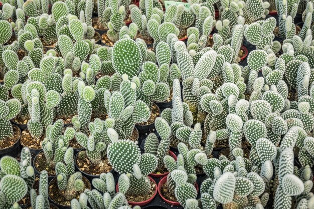 Cactus de nombreuses variantes dans le pot pour la plantation disposées en rangées sélectionnent et floutent.