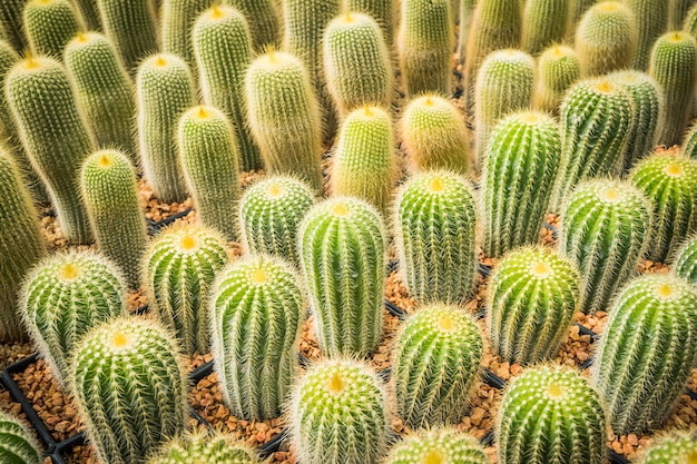 Cactus de nombreuses variantes dans le pot pour la plantation disposées en rangées sélectionnent et floutent.