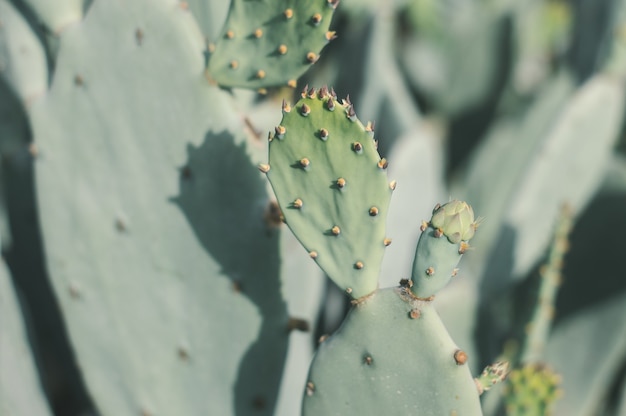 Cactus Opuntia humifusa par une journée ensoleillée