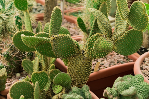 Cactus Opuntia en pot de fleur