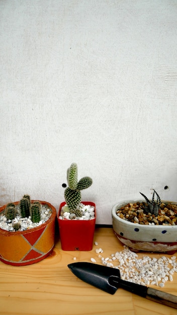 Cactus et Pelle avec le fond en bois blanc.