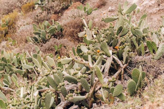 Cactus Sur Les Pentes Des Rochers Sur L'île De Tenerife.grands Cactus Dans Les Montagnes.iles Canaries, Espagne.