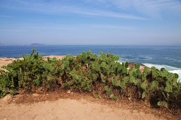 Le cactus sur la plage d'Ipanema à Rio de Janeiro, Brésil