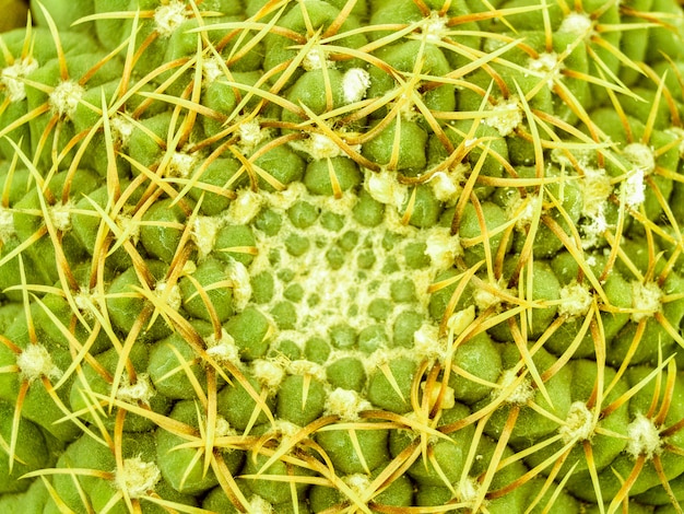 Cactus plante du désert