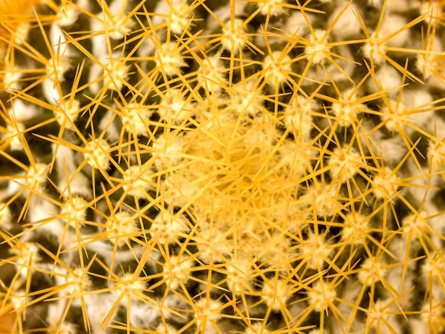 Photo cactus plante du désert
