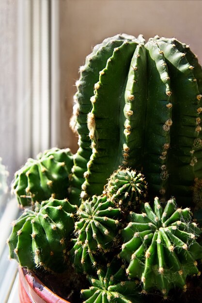 Cactus plante d'intérieur (Echinocactus) en pot de fleurs sur le rebord de la fenêtre.