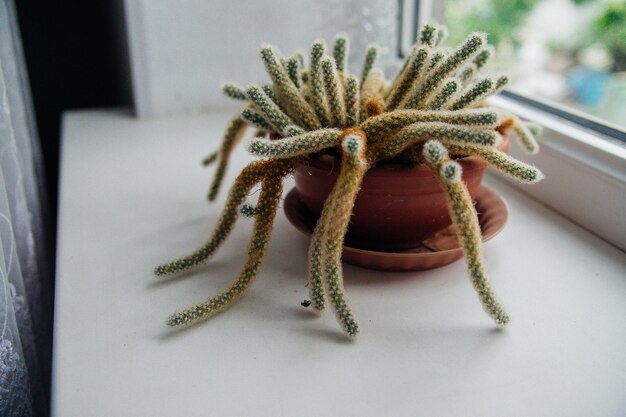 Cactus de plante d'intérieur juteux sur le rebord de la fenêtre dans le contexte de la fenêtre. Une fleur dans un pot marron dans la chambre.