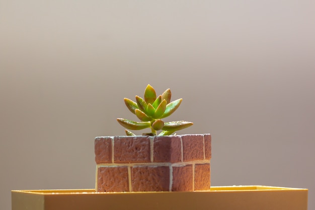 Cactus avec plante en pot rouge.