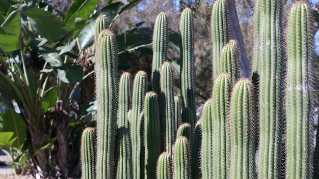 Cactus plante succulente, flore du désert, climat aride jardin botanique naturel de cactus.