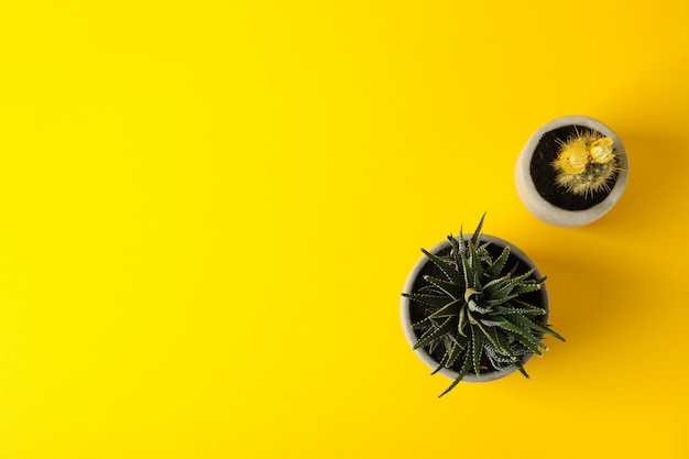 Cactus et plante succulente sur surface jaune