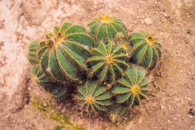 Cactus, plantes grasses dans le sol du parc