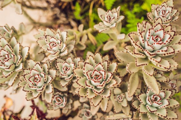 Cactus, plantes grasses dans le sol du parc