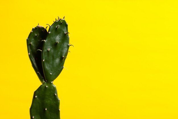 Cactus de plantes d&#39;intérieur sur fond jaune