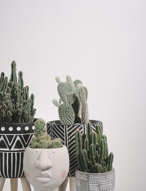 Cactus et plantes d'intérieur en pot
