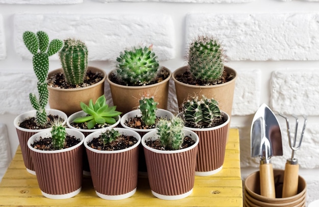 Cactus et plantes succulentes dans des gobelets en papier sur petit tableau jaune avec des outils de jardinage
