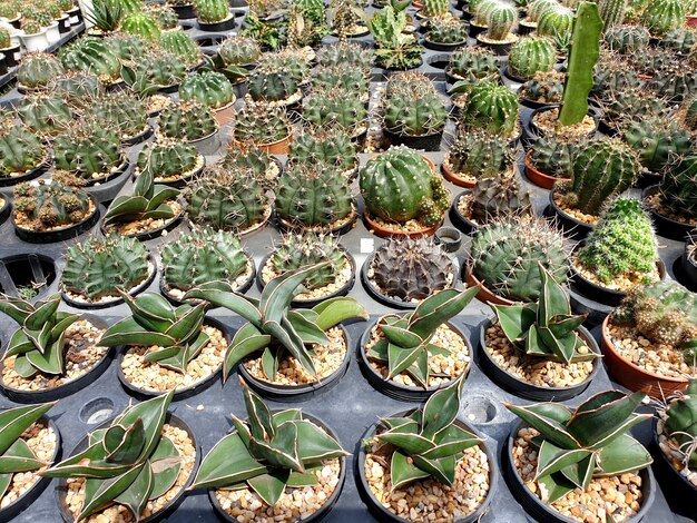 Cactus et plantes succulentes dans le jardin