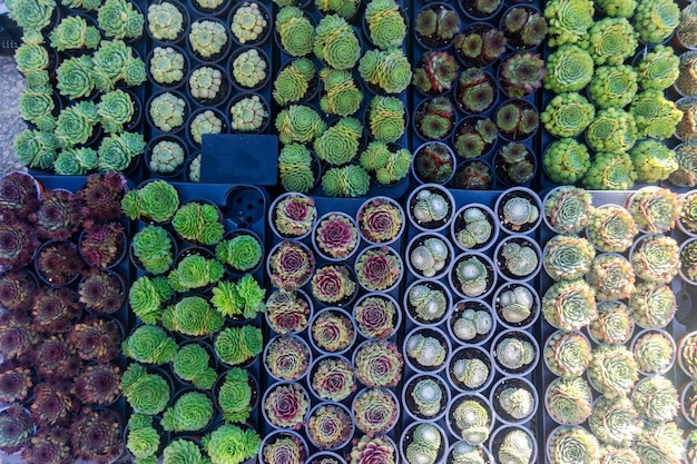 Cactus et plantes succulentes fond vue aérienne