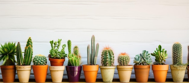 Cactus et plantes succulentes en pot comme arrière-plan simple