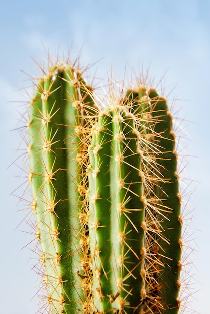 cactus plantes