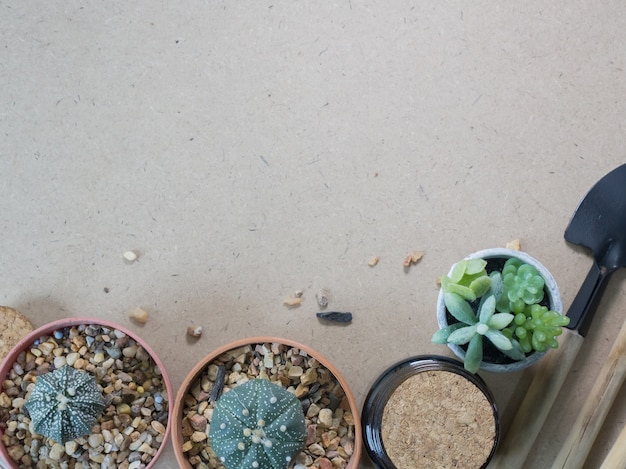 Cactus plat poser sur fond de plancher de bois.