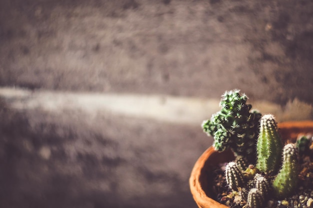 Cactus en pot d'argile