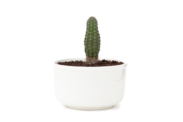 Cactus en pot blanc isolé