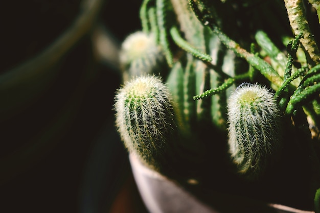 Cactus en pot. Cactus vert plante en pot