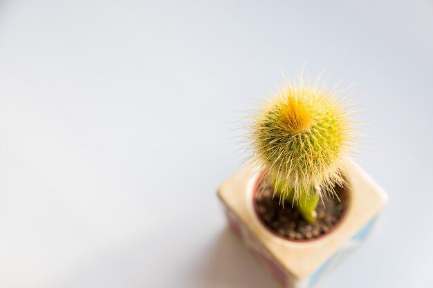 Cactus en pot en céramique isolé