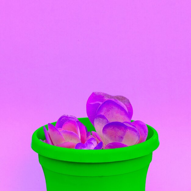 Cactus en pot. Concept créatif coloré de mode d'amant de cactus