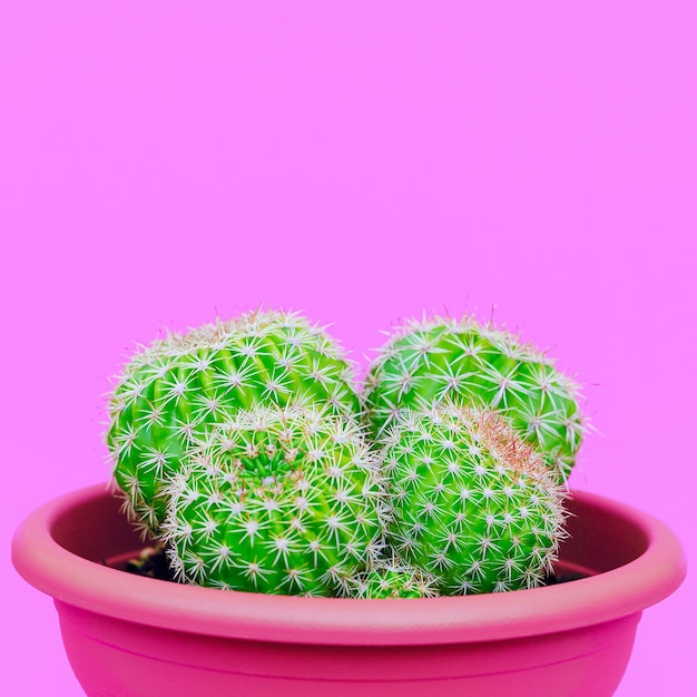 Cactus en pot. Concept créatif de mode d'amant de cactus