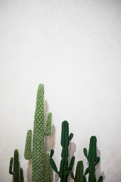 Cactus en pot contre un mur blanc Mexique ou Afrique Minimalisme