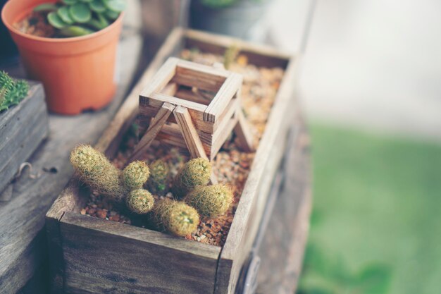 Cactus pot dans un café café, image de filtre vintage