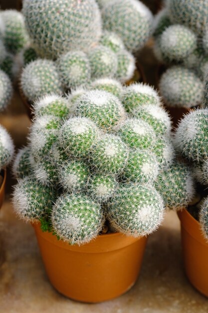 Cactus en pot et fond