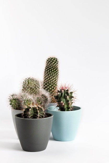 Cactus en pot isolé sur fond blanc