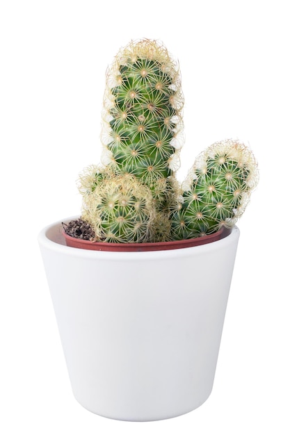 Cactus en pot isolé