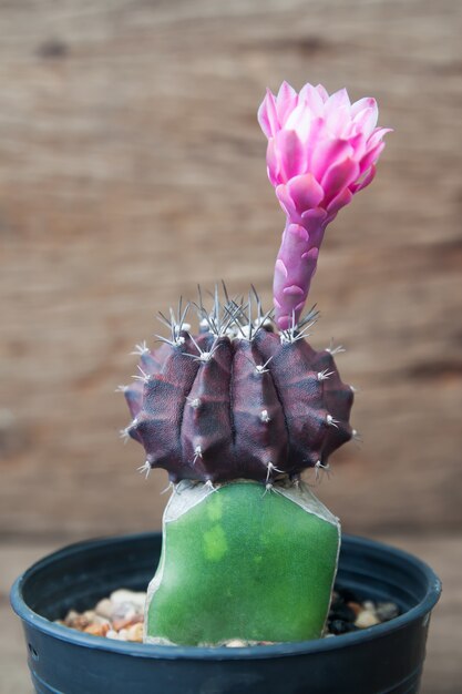 Cactus en pot plante sur fond en bois