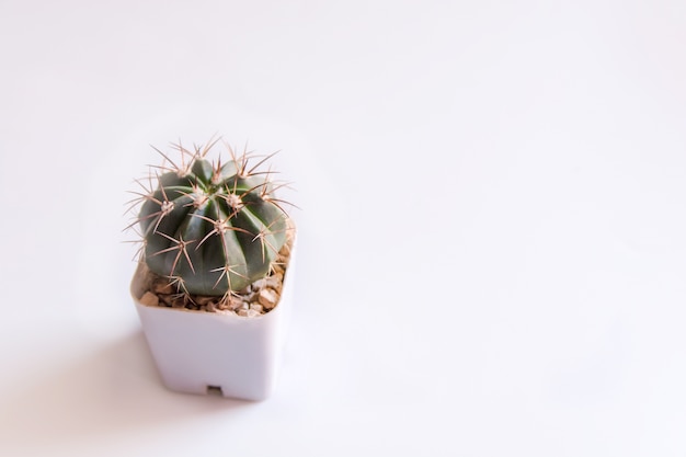 Cactus en pot ou plantes succulentes en pot sur blanc avec espace de copie