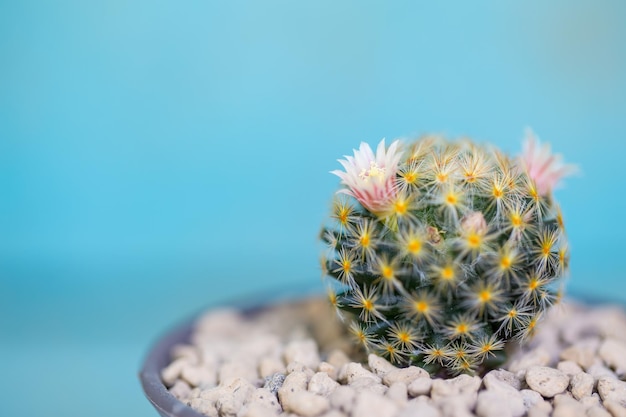 Cactus en pot pour décorer le jardin