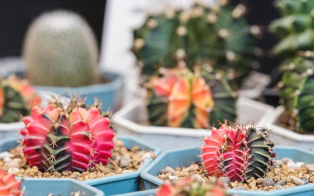 cactus en pot sur la table en bois