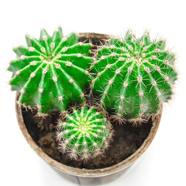 Cactus en pot